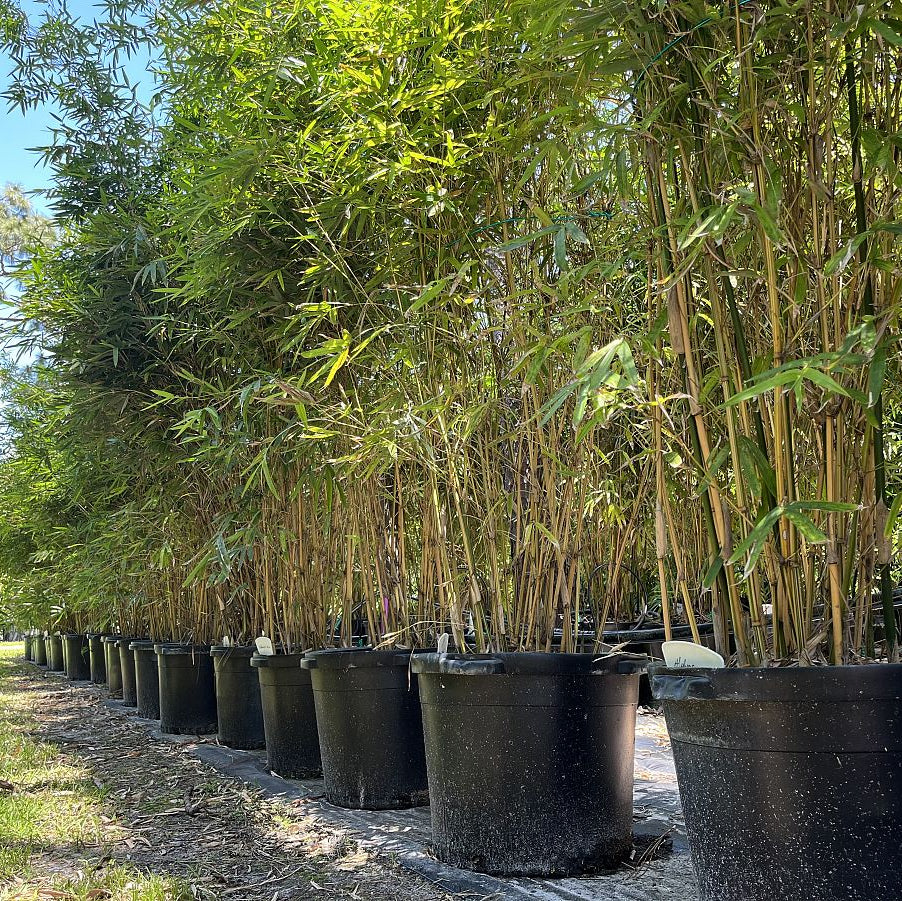 Alphonse Karr Bamboo, Bambusa multiplex in multiple pots