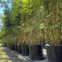 Alphonse Karr Bamboo, Bambusa multiplex