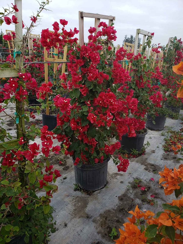 Bougainvillea Red Flower in Trellis, Barbara Karst Red Flowering Tree