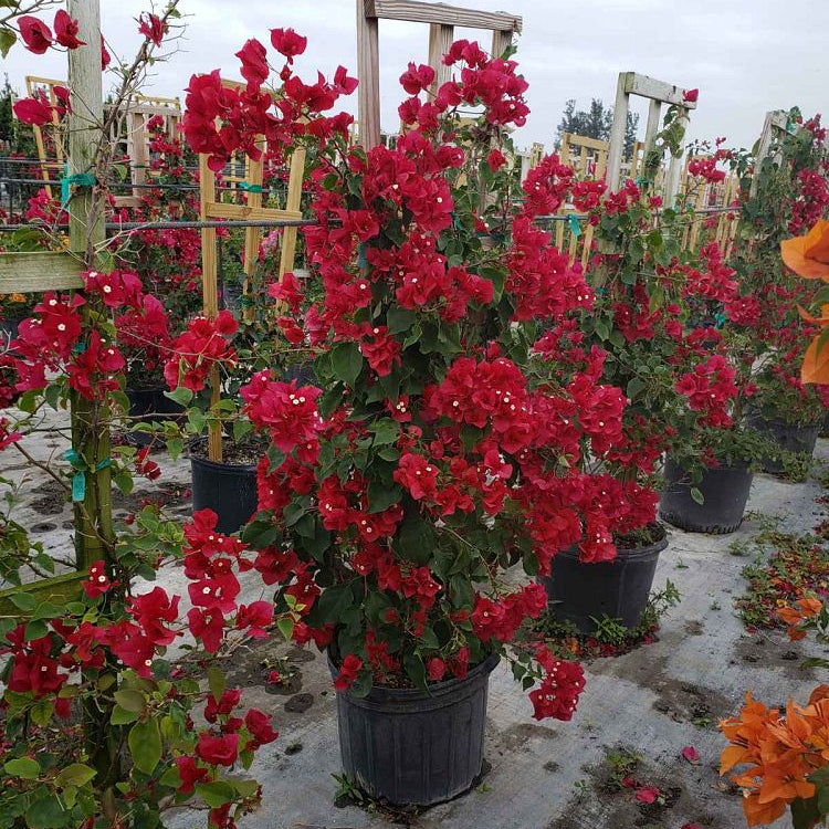 Mature Bougainvillea Red Flower Bush Form, Barbara Karst Flowering Tree with dense red blooms sprawling across a white lattice fence next to a residential sidewalk, showing full grown landscape appearance ideal for vibrant property borders and outdoor landscapes.