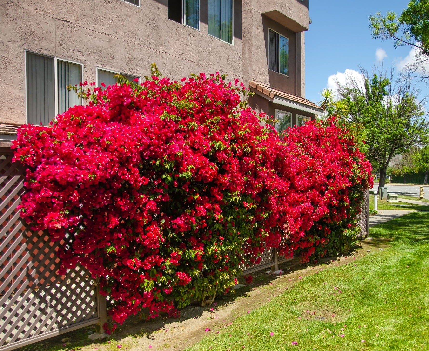 Bougainvillea Barbara Karst Red Flowering Tree Trellis