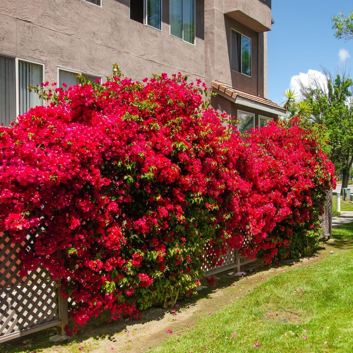 Bougainvillea Red Flower in Trellis, Barbara Karst Red Flowering Tree