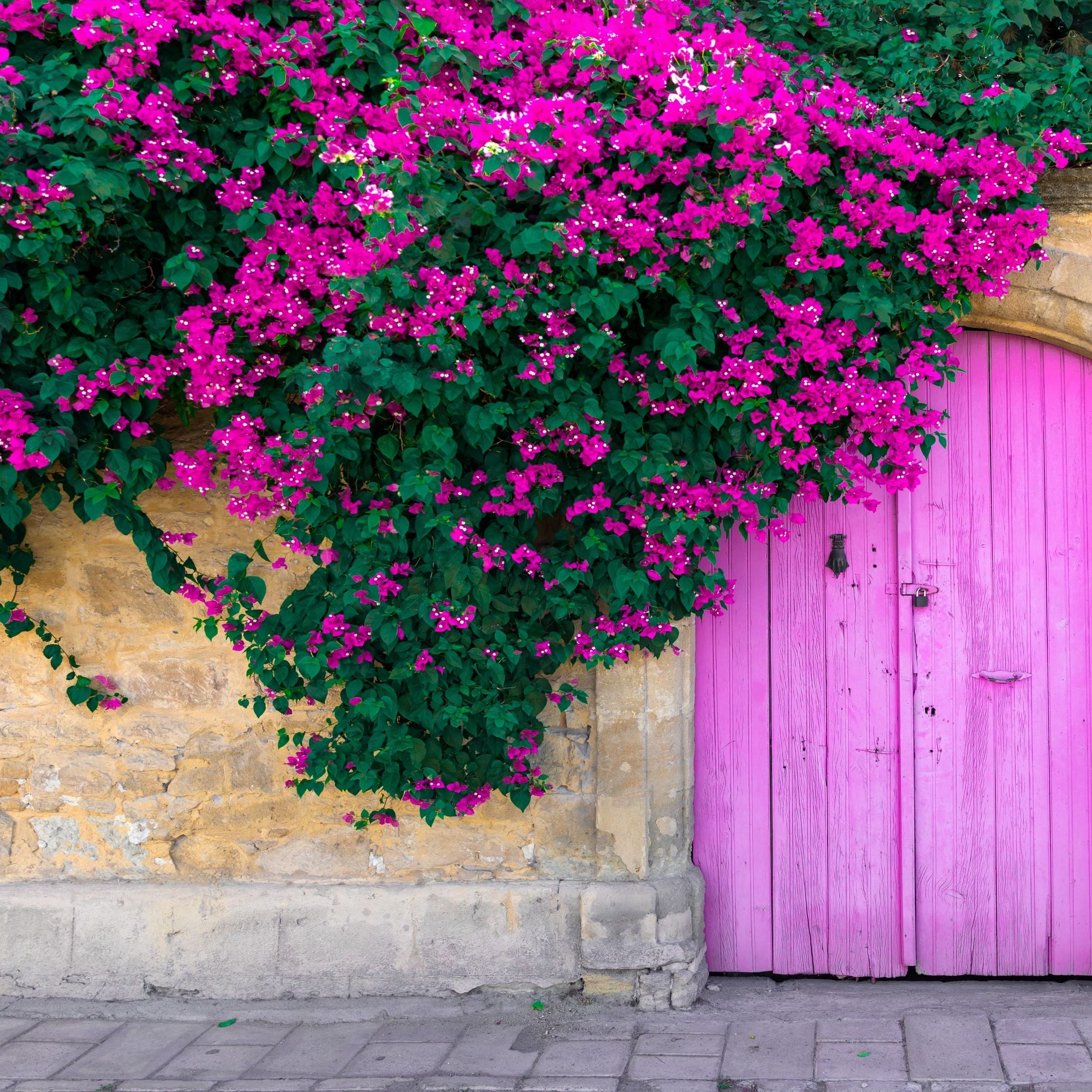 Bougainvillea Purple Flower in Trellis,, &
