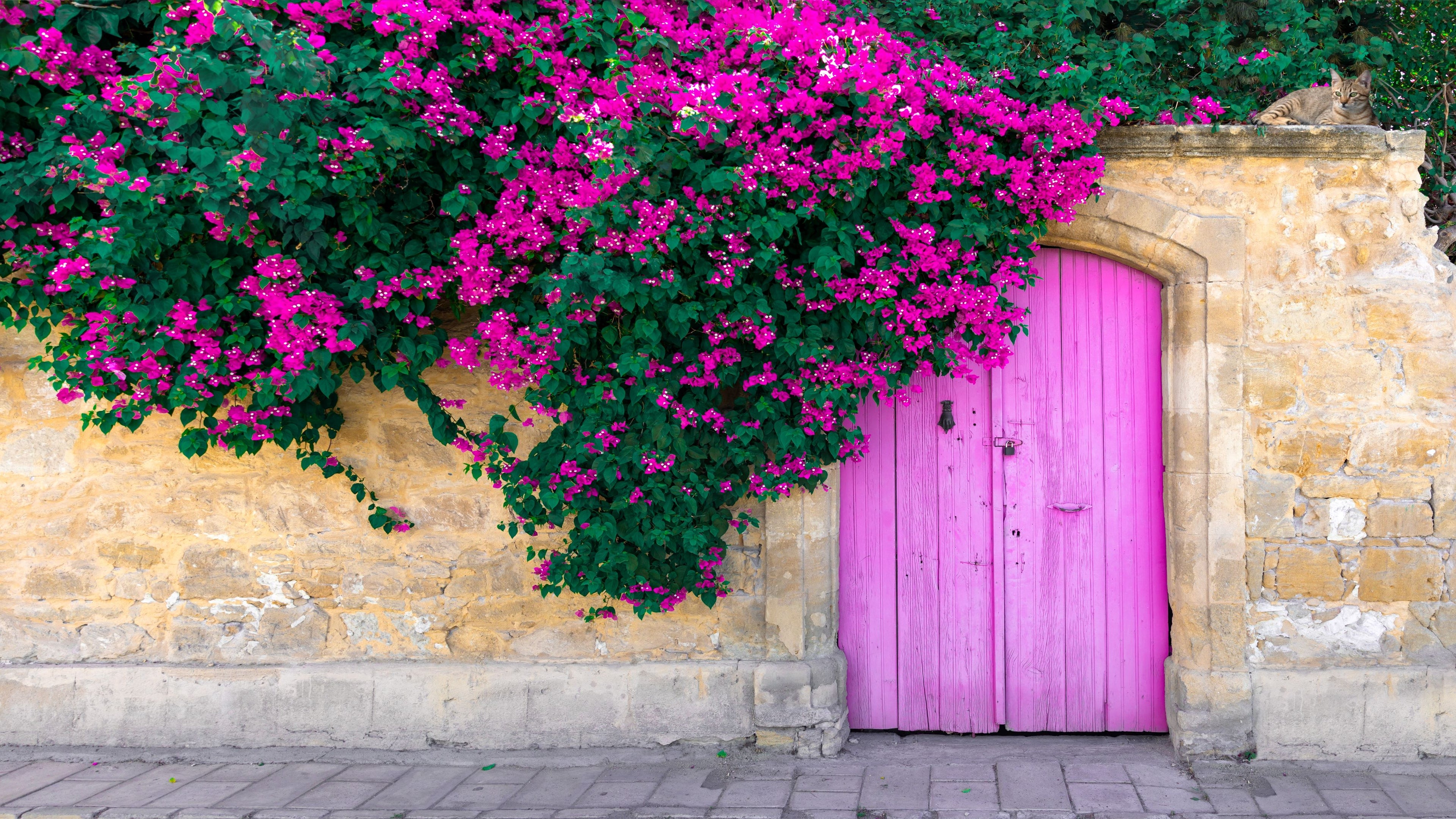 Bougainvillea Purple Flower Bush Form, New River Flowering Tree