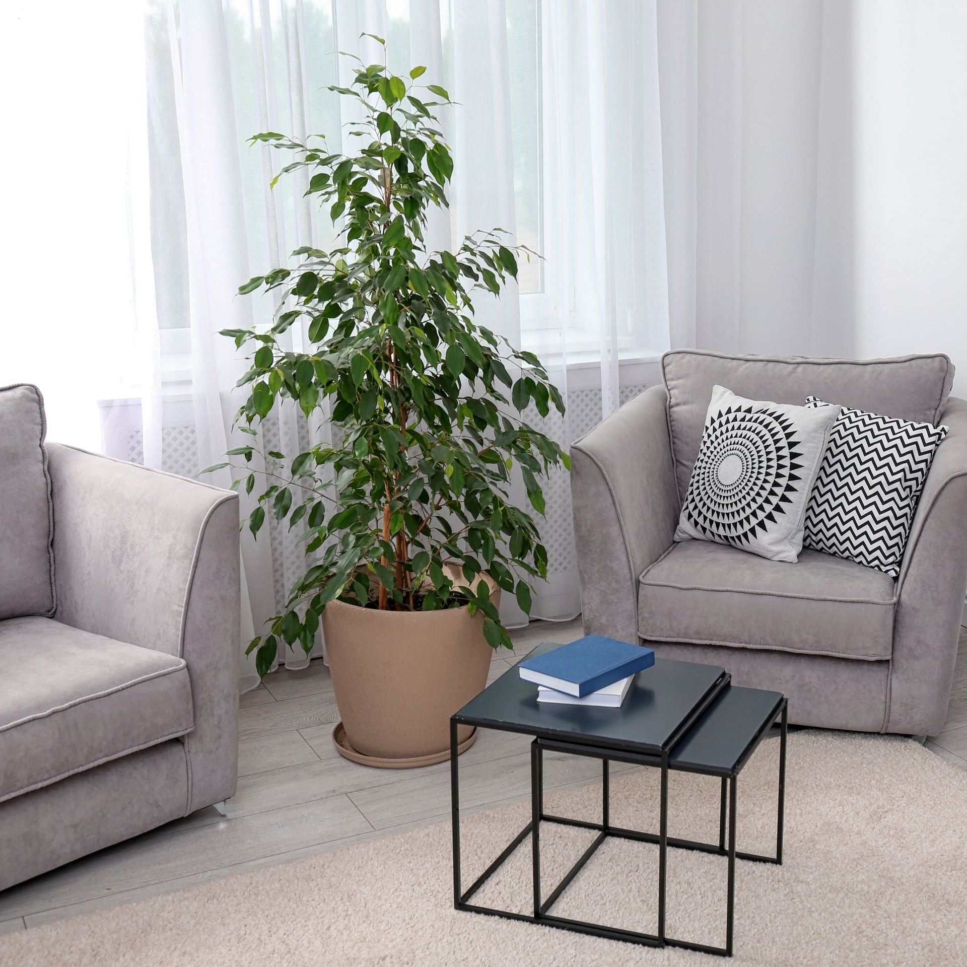 Ficus Moclame Bush, Ficus Microcarpa Daniella