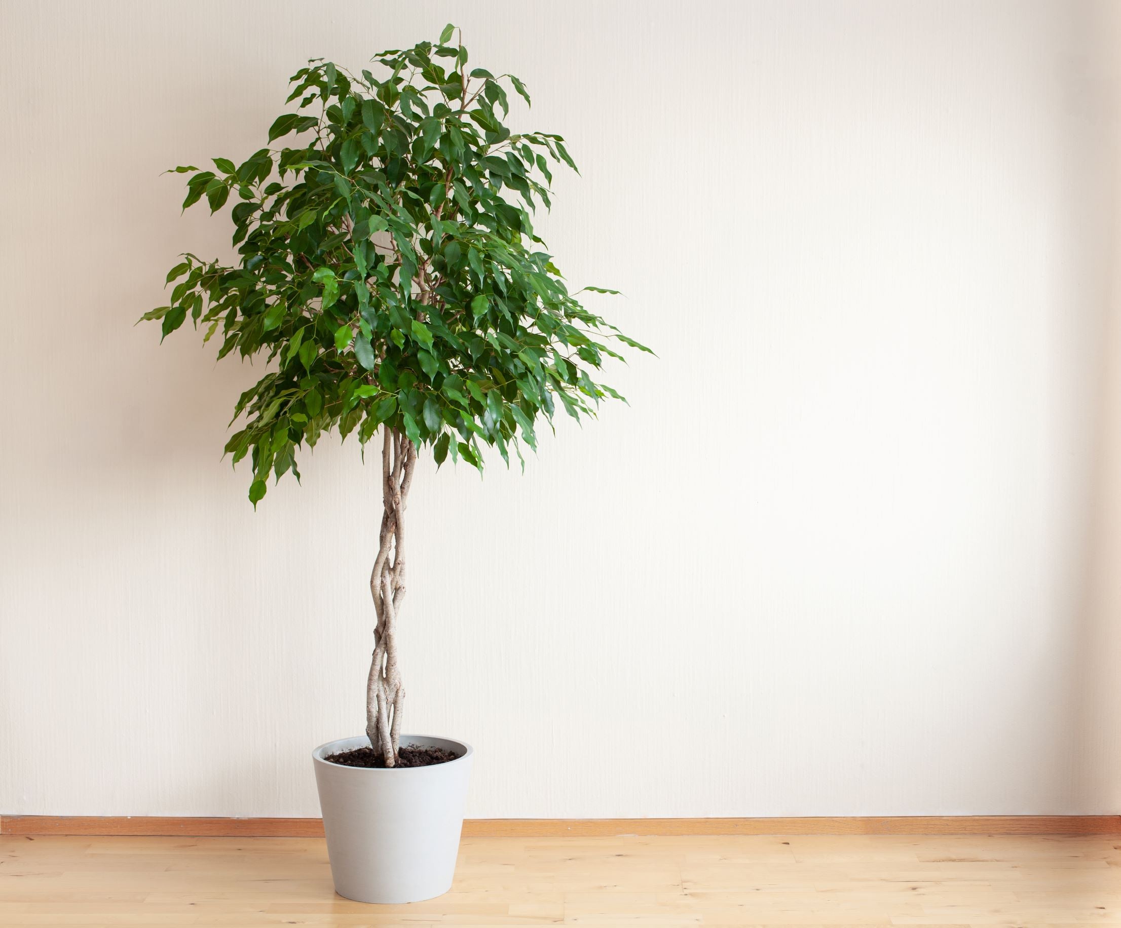 Braided Ficus Benjamina Tree, Weeping Fig in a house