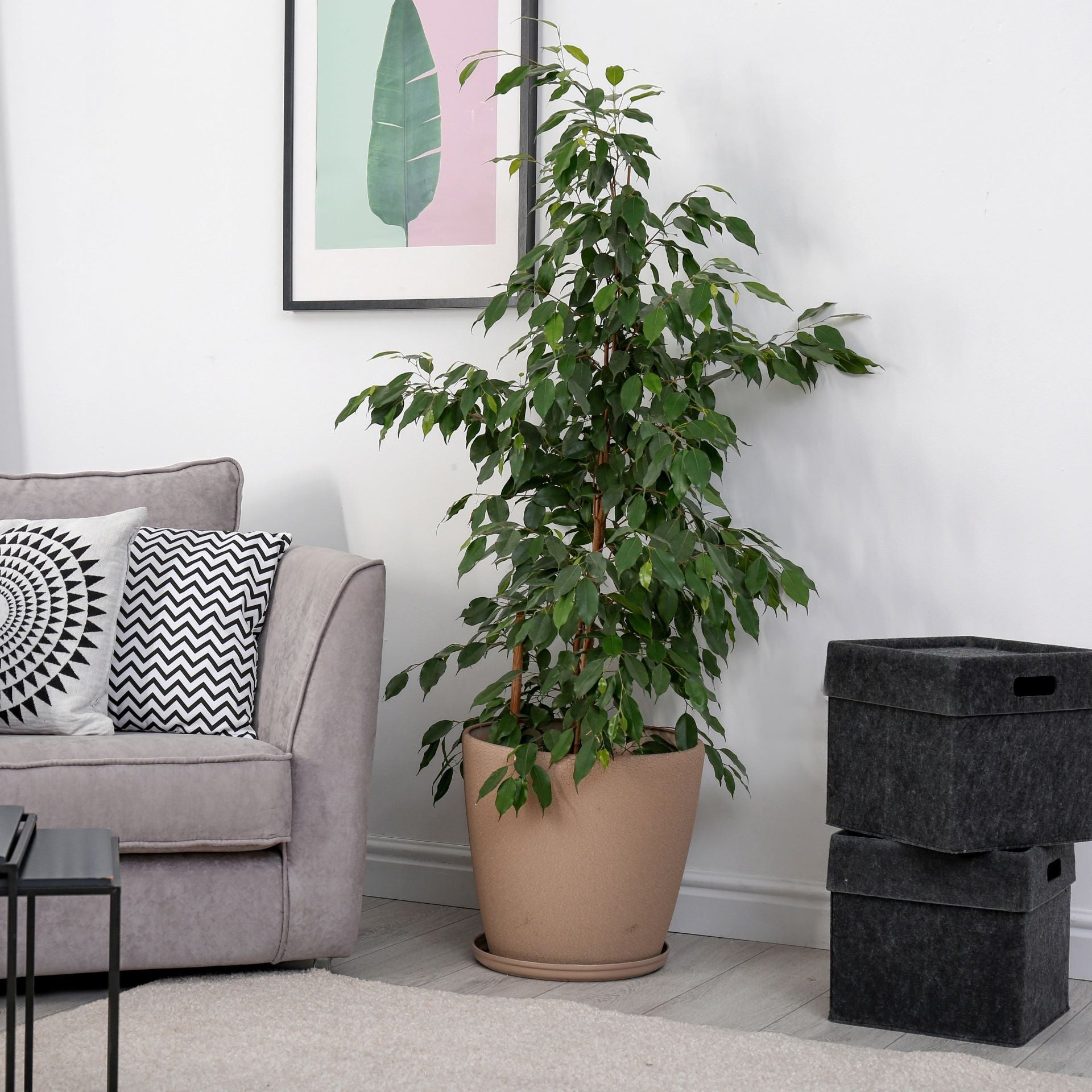 Ficus Benjamina Too Little Dwarf