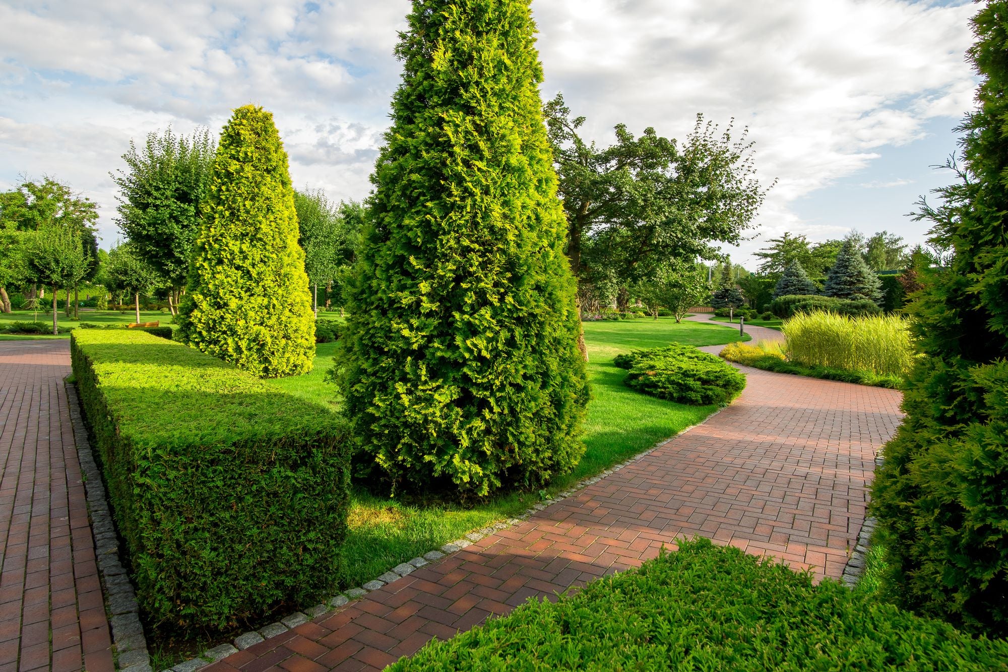 Bercksman Golden Arborvitae