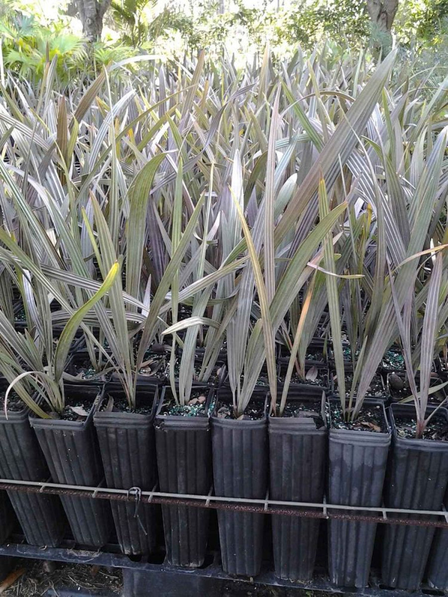 Several young Bismarckia Nobilis trees featuring striking silvery-green fan-shaped fronds, growing in black nursery pots
