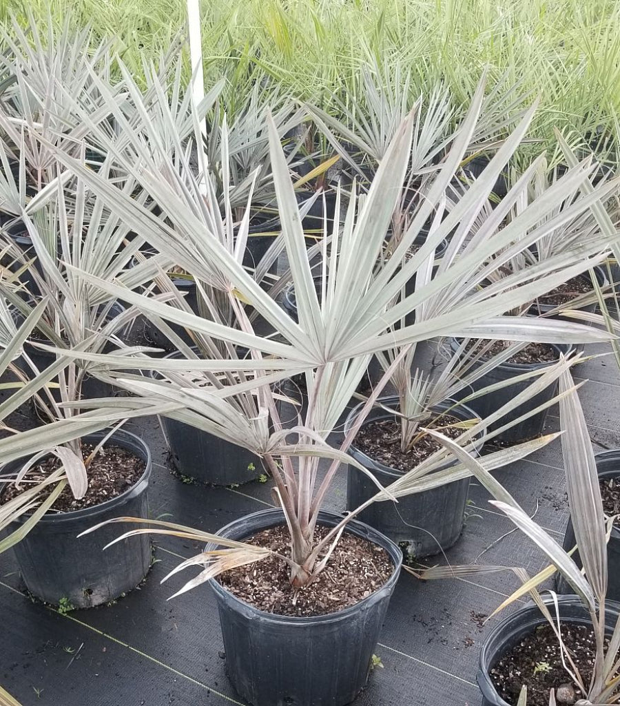 Several young Bismarckia Nobilis trees featuring striking silvery-green fan-shaped fronds, growing in black nursery pots