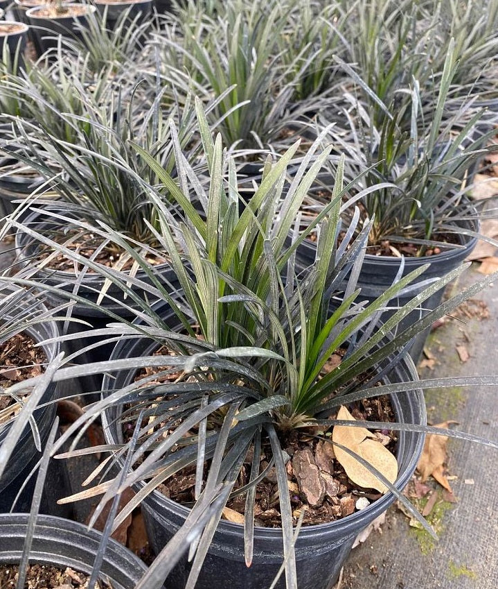 Black Mondo Grass