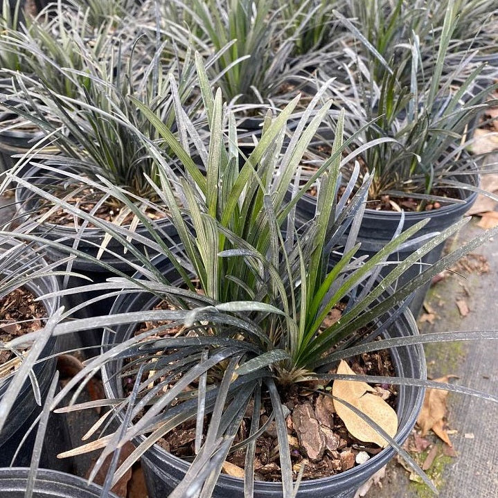 Black mondo grass