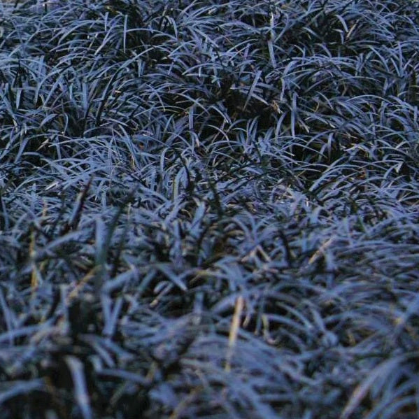 Black mondo grass