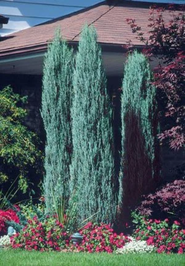 Medora Juniper, Rocky Mountain Juniperus scopulorum