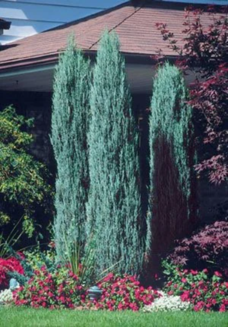 A Moonglow Rocky Mountain Juniper featuring dense, upright, silvery-blue foliage and a naturally pyramidal shape