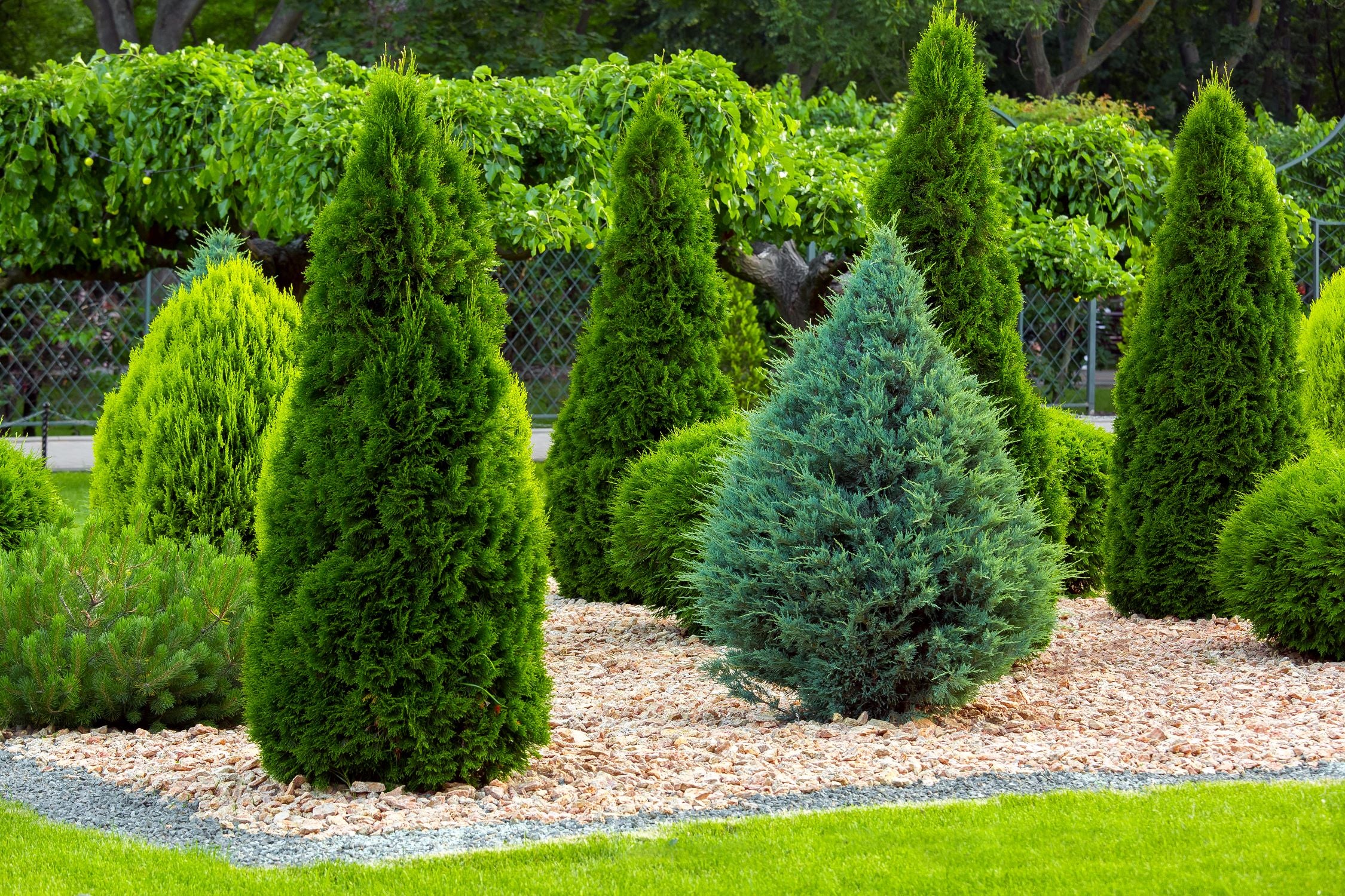Blue Cone Arborvitae Thuja Orientalis Cypress