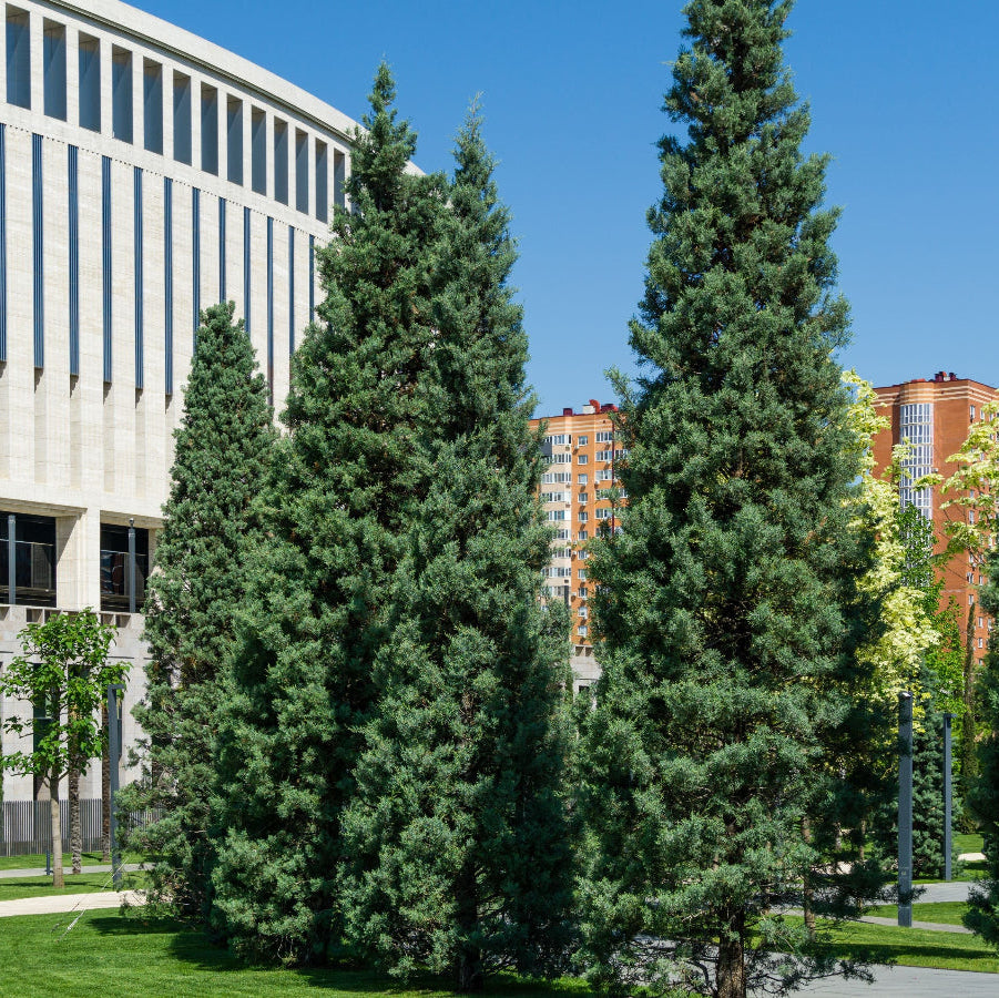 A scenic landscape view featuring several tall Blue Ice Arizona Cypress trees with striking silvery-blue foliage, planted in a manicured urban park setting with green grass, paved walkways