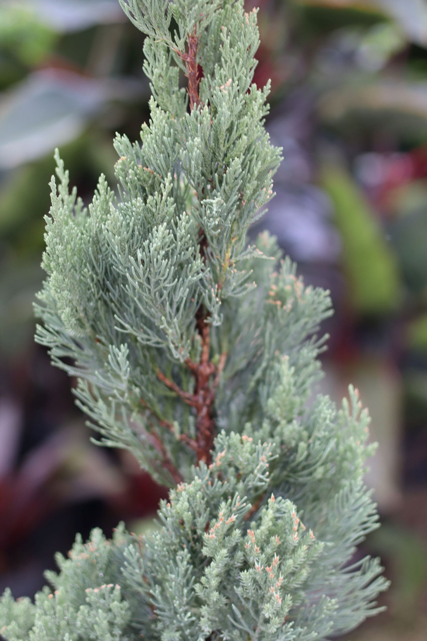 Topiary Spiral Blue Point Juniper, Juniperus
