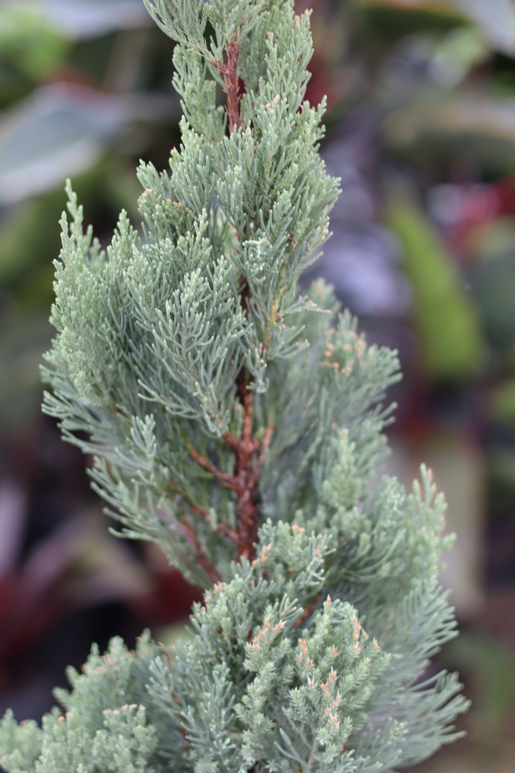Topiary Spiral Blue Point Juniper, Juniperus