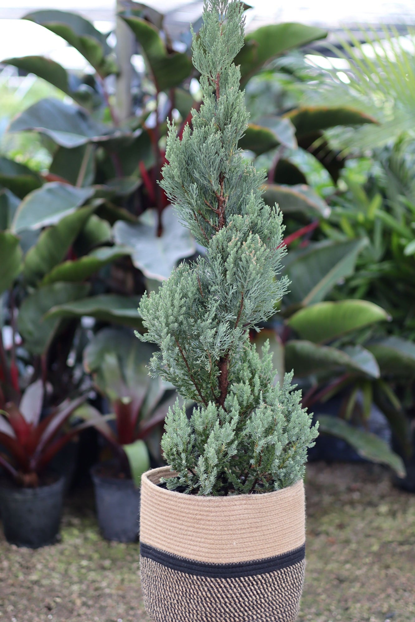 Topiary Spiral Blue Point Juniper, Juniperus Large Planted in Cloth Pot at Nursery