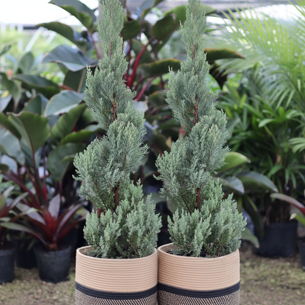 Topiary Spiral Blue Point Juniper, Juniperus Large Planted in Cloth Pot at Nursery