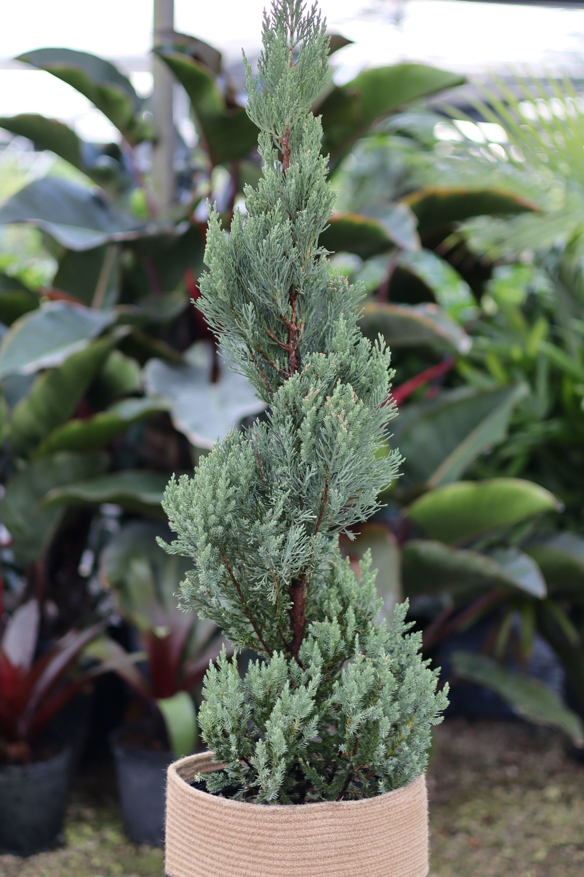 Topiary Trees, Spiral Blue Point Juniper