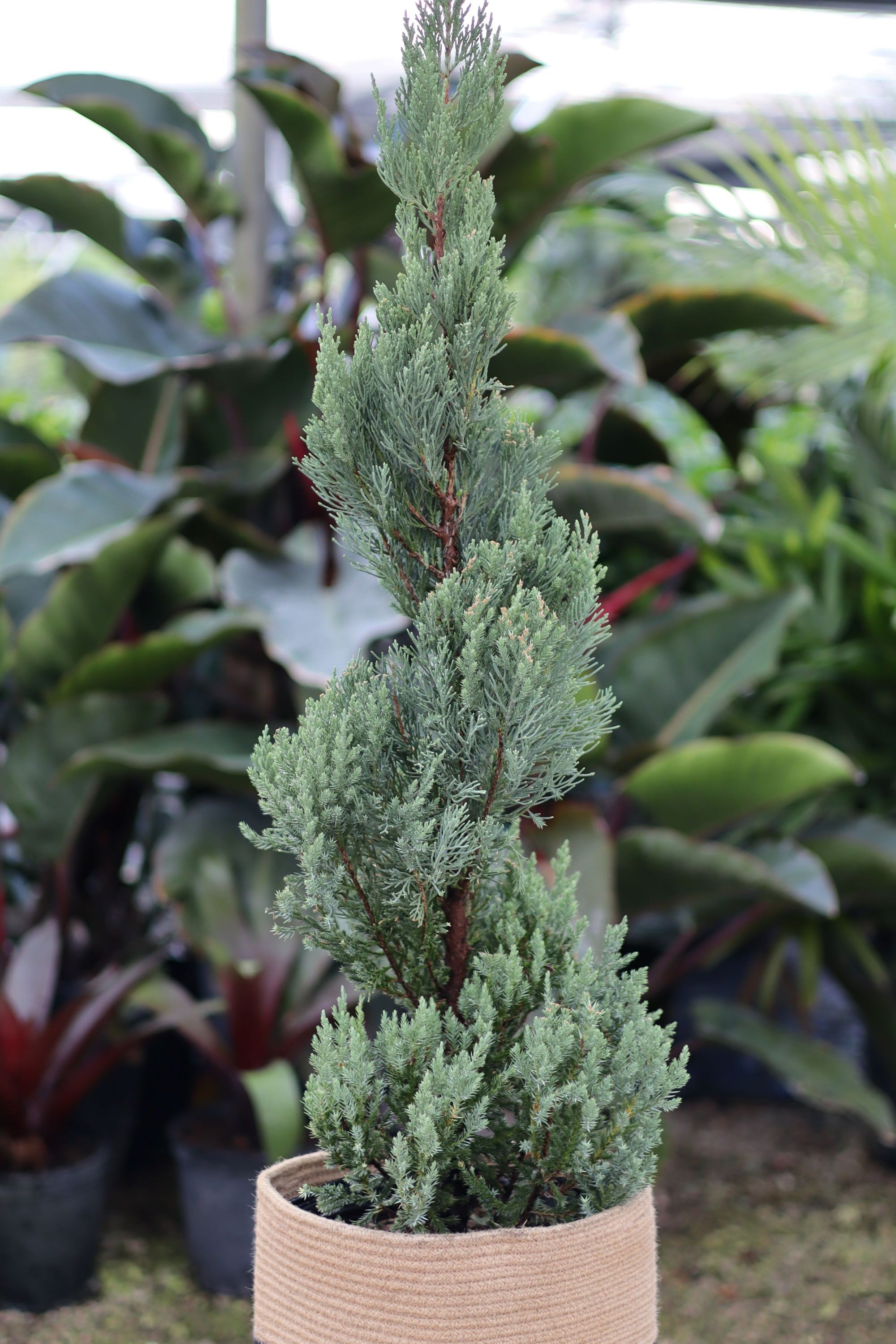Topiary Spiral Blue Point Juniper, Juniperus