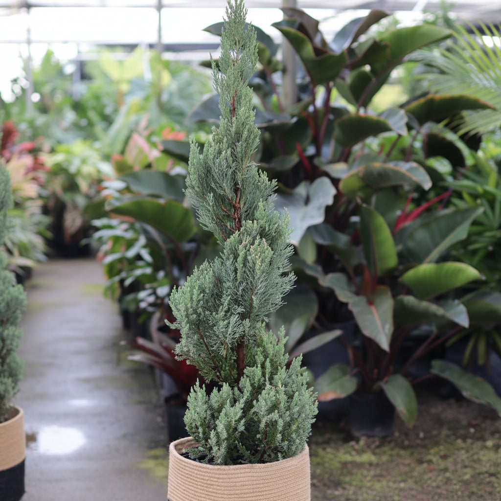 Topiary Spiral Blue Point Juniper, Juniperus