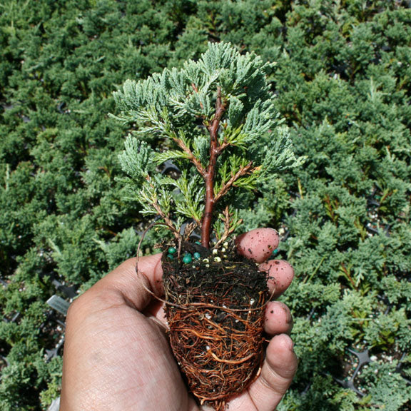 Blue Rug Juniper Shrub being held by hand back ground is full of liners