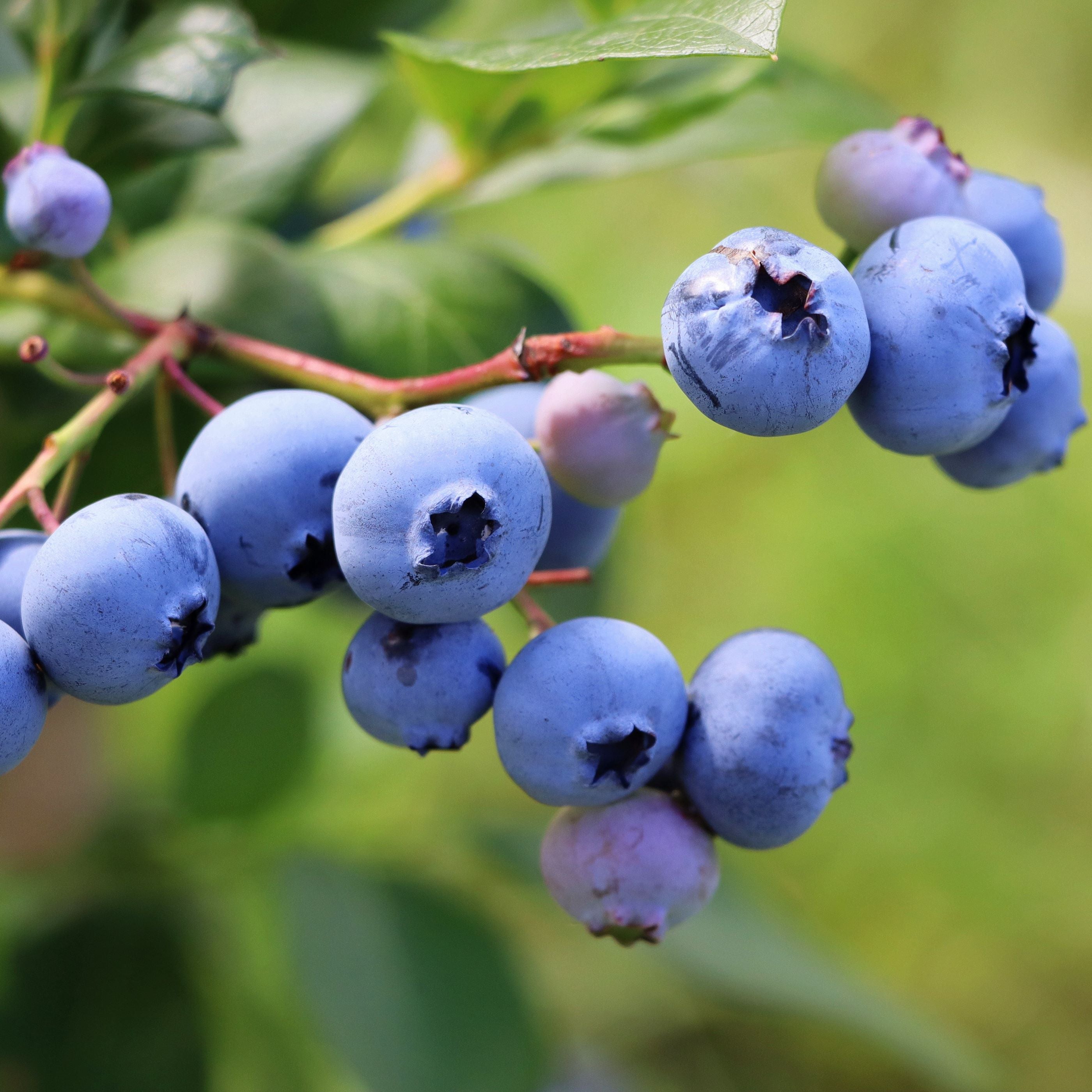 Blueberry Emerald Highbush, Vaccinium Corymbosum