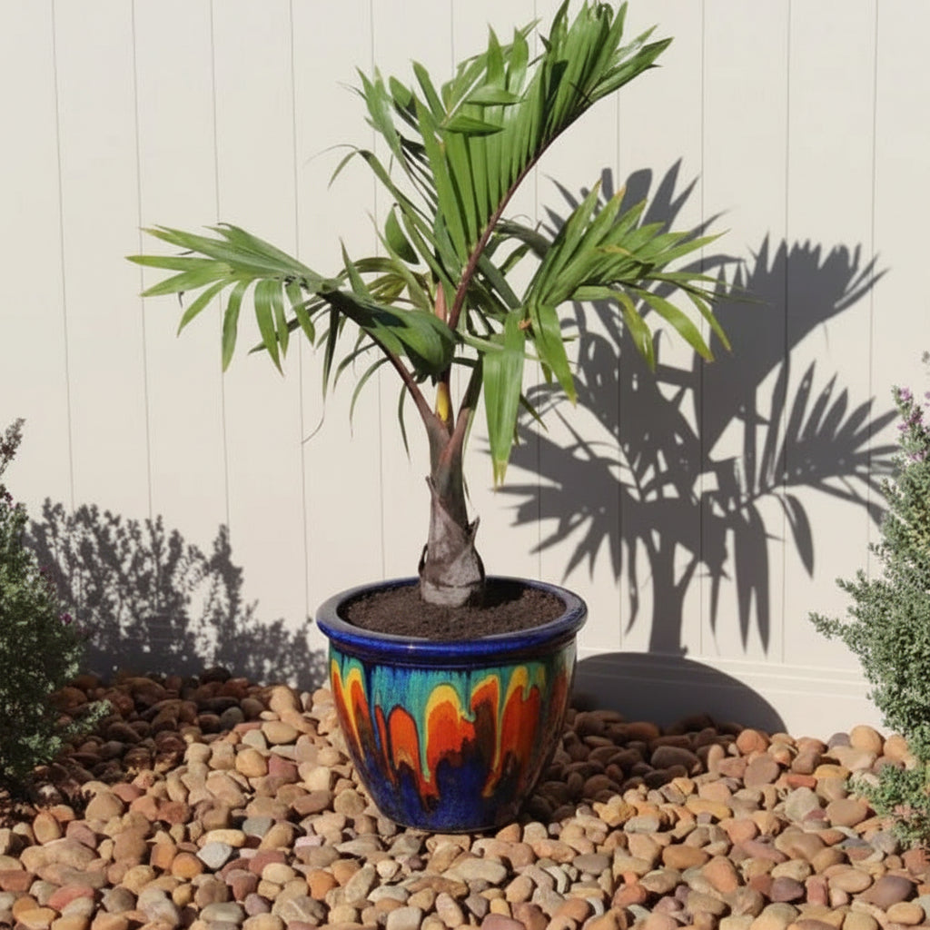 Bottle Palm, Hyophorbe lagenicaulis in a multi-colored ceramic pot outdoors on a bed of river rocks, featuring its distinctive swollen trunk and arching green fronds casting a prominent shadow against a white wall, ideal for creating a striking tropical focal point in your outdoor space or garden.