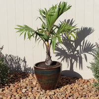 Bottle Palm, Hyophorbe lagenicaulis