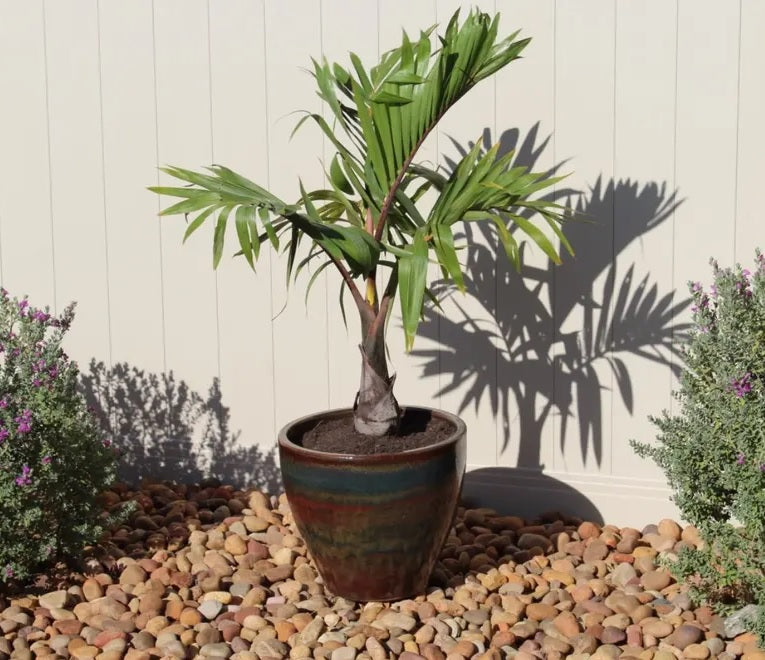 Cuban Bottle Palm, Colpothrinax wrightii, Palma Barrigona