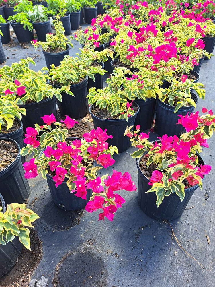 Bougainvillea Variegated Red Flower Tree in Trellis, Raspberry Ice Flowering Tree