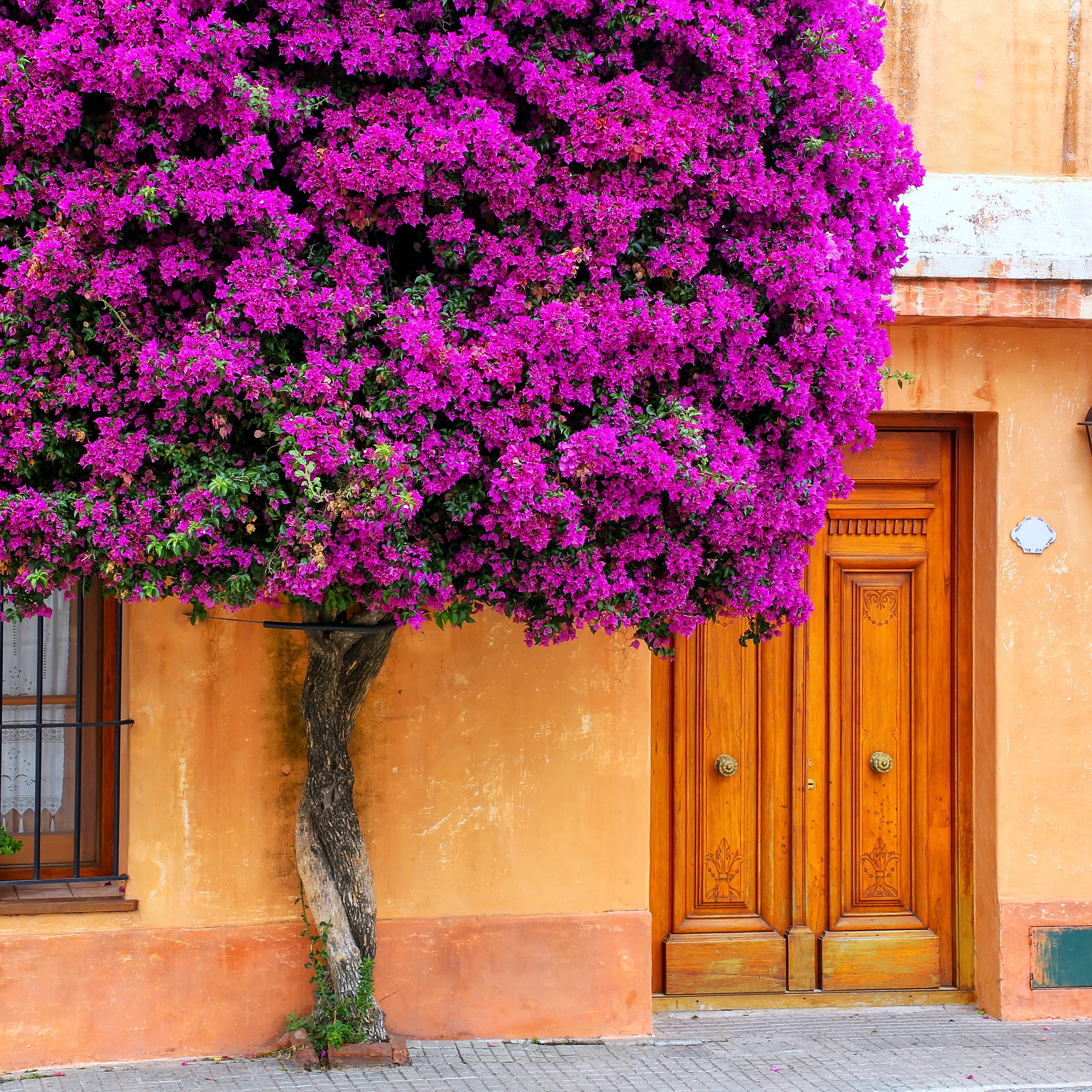 Bougainvillea Purple Flower Bush Form, New River Flowering Tree