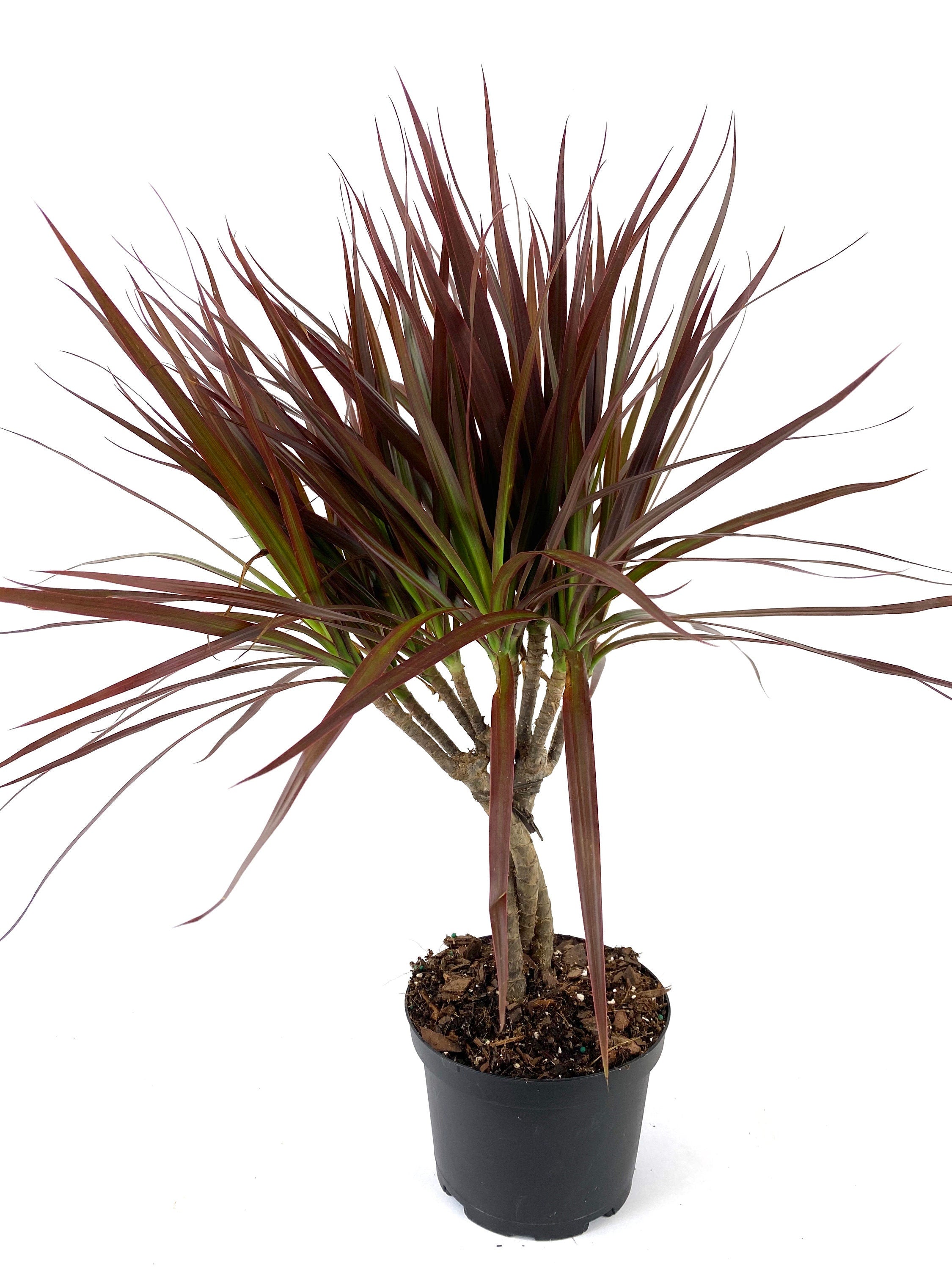 Dracaena Braided Trunk Magenta, Dragon Tree