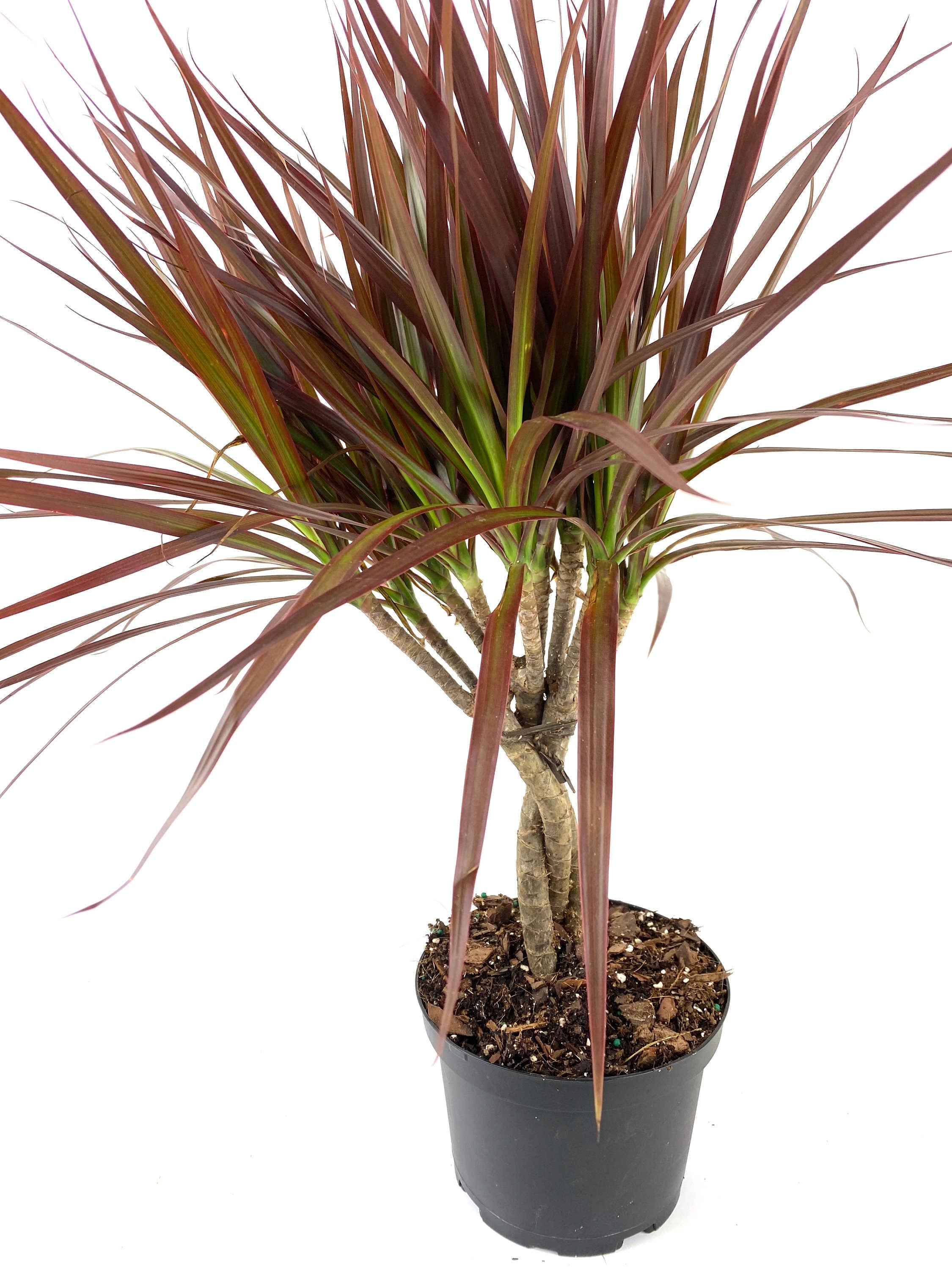 Dracaena Braided Trunk Magenta, Dragon Tree
