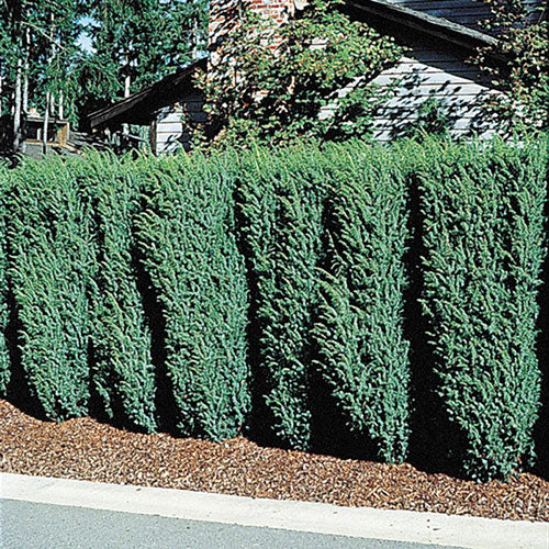 Brodie Eastern Red Cedar Evergreen Tree