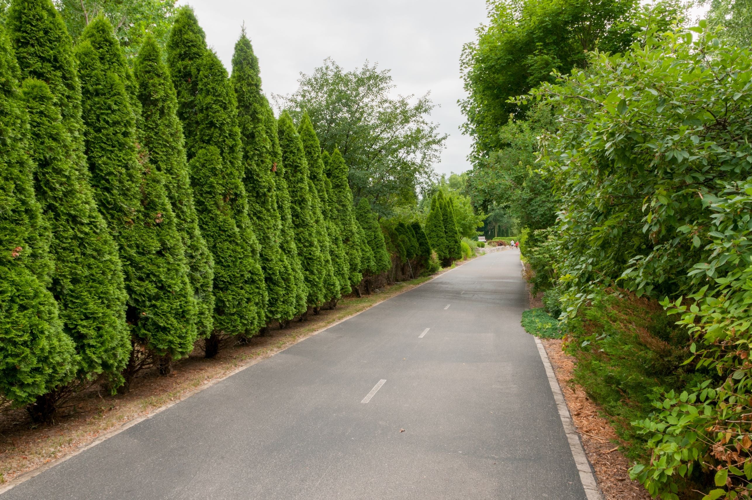 Brodie Southern Red Cedar Tree, Fast Growing Evergreen