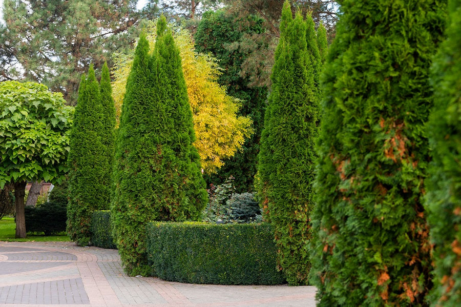 Spartan Juniper Tree, Juniperus chinensis