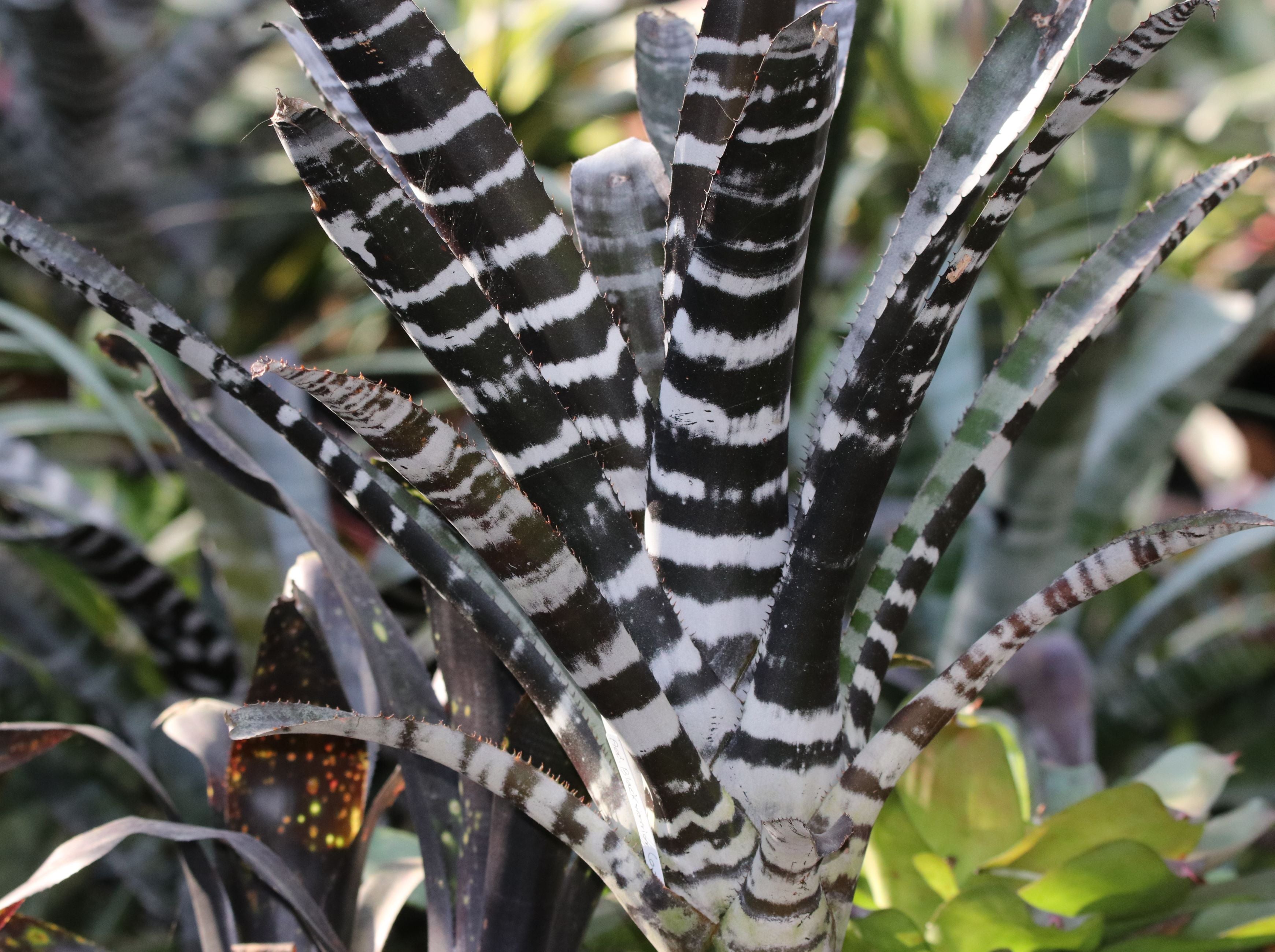 Bromeliad Aechmea Chantinii &