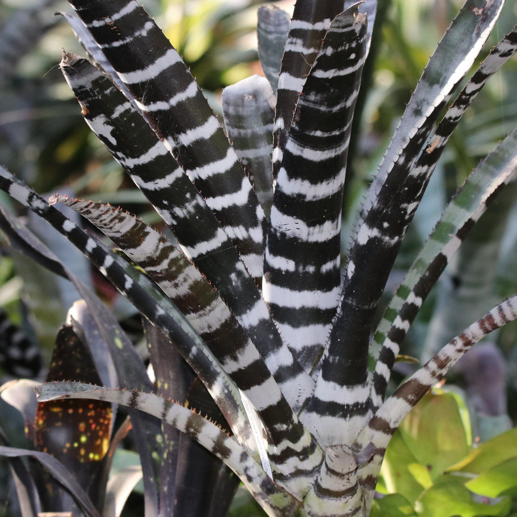Bromeliad Aechmea Chantinii &