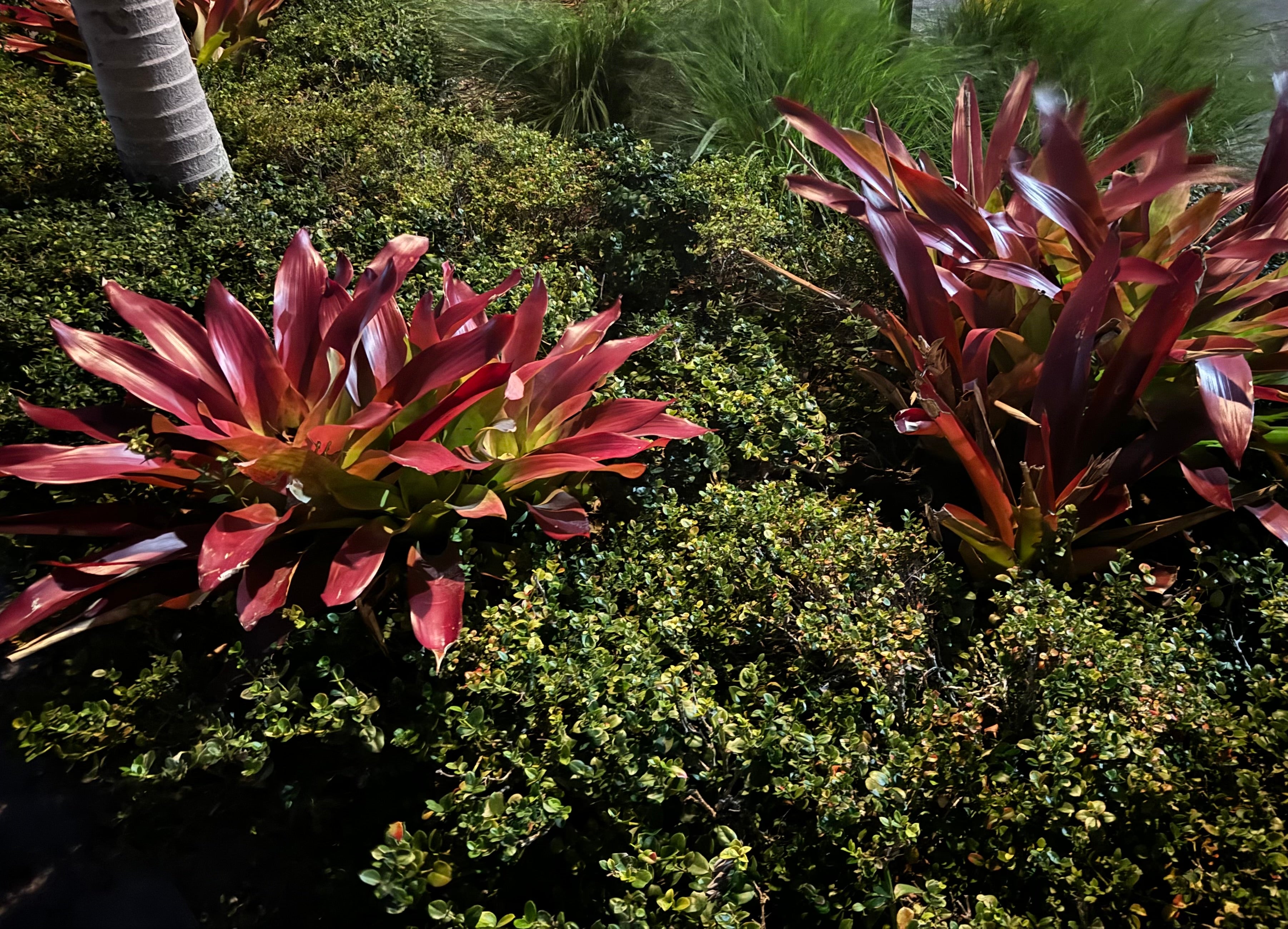 Bromeliad, Neoregelia Royal Burgundy