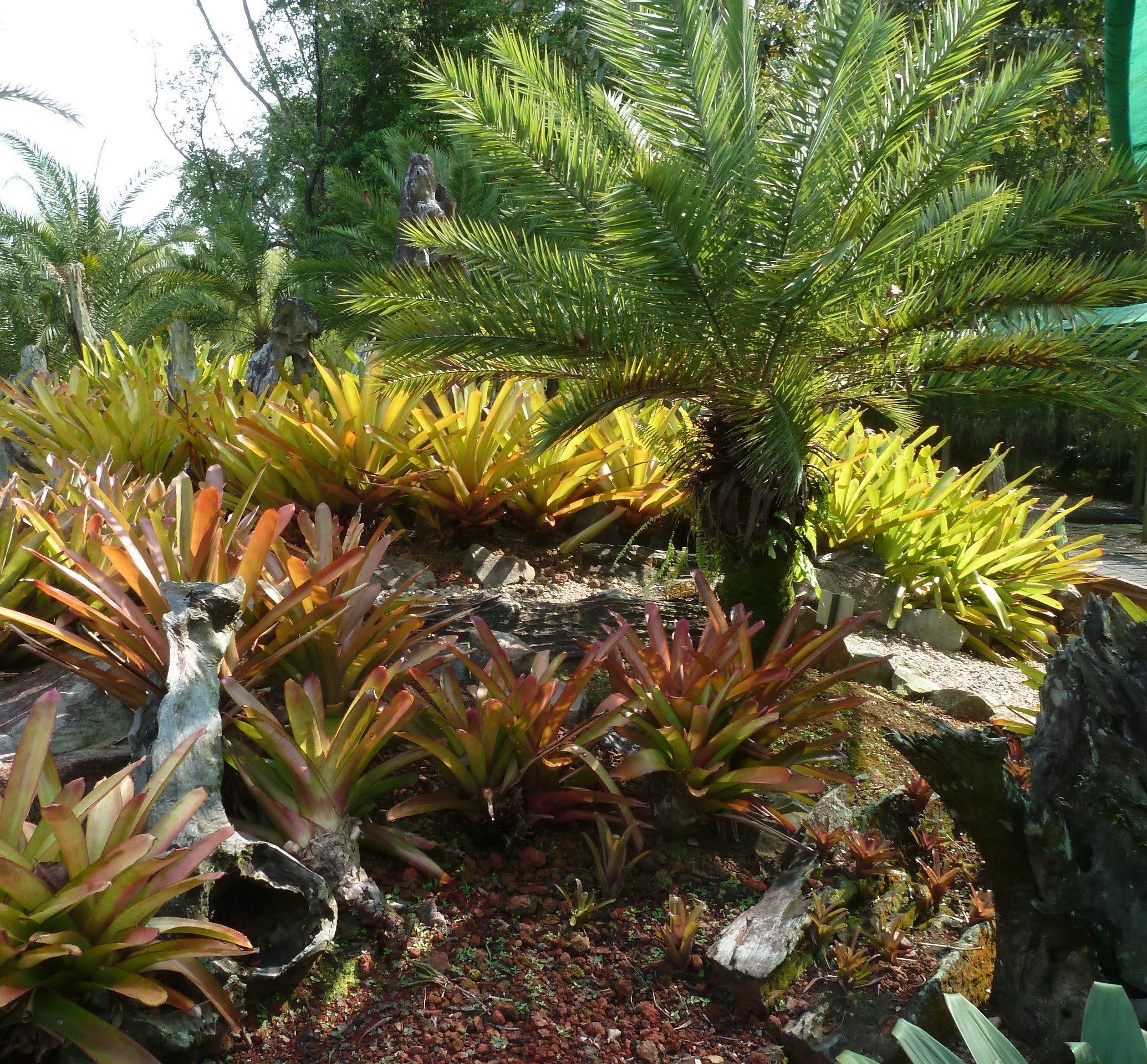 Bromeliad Aechmea Blanchetiana Orange