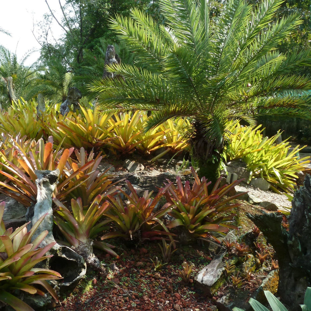 Bromeliad Aechmea Blanchetiana Orange planted in the ground a large palm in the background
