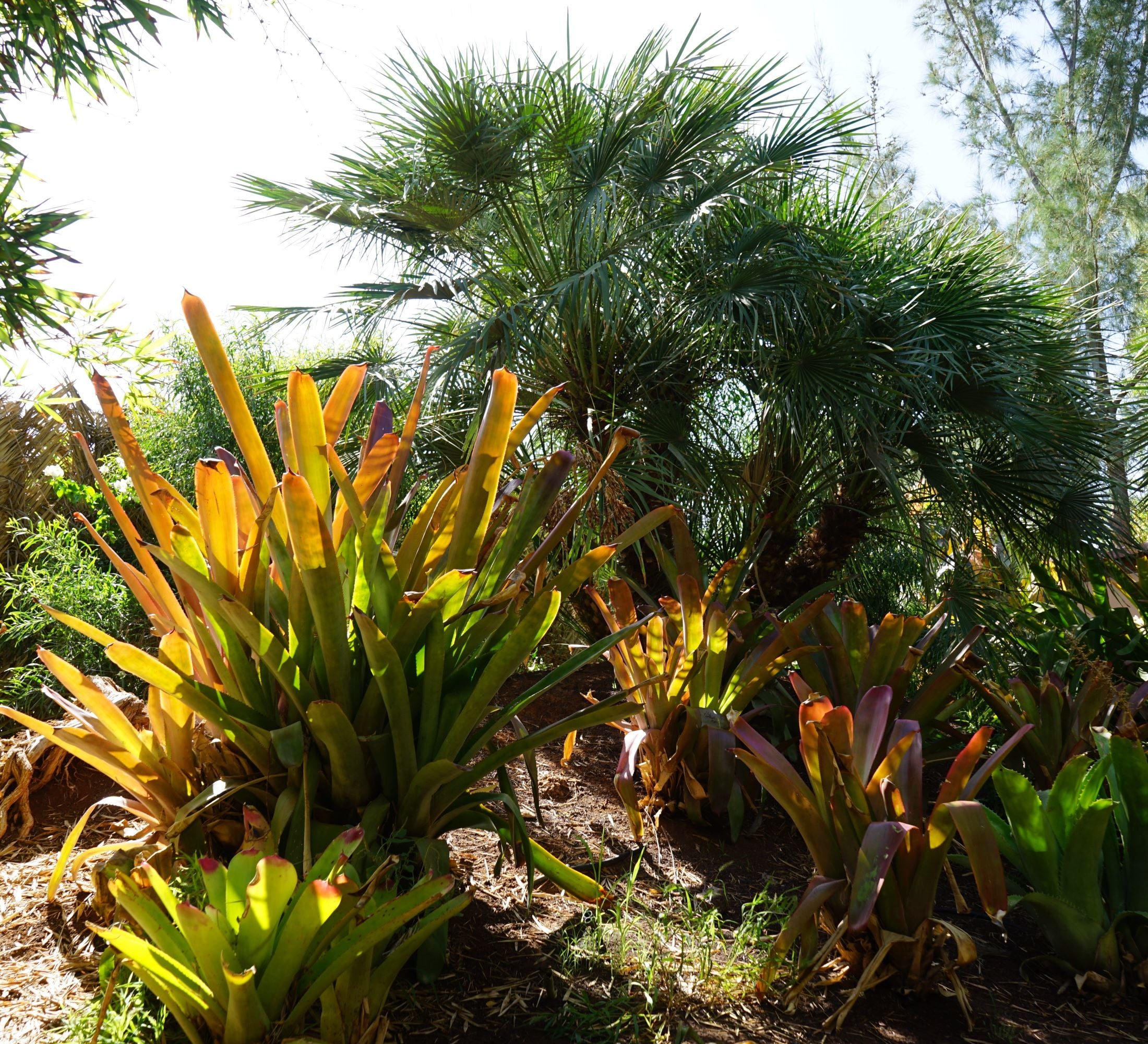 Bromeliad Aechmea Blanchetiana Orange