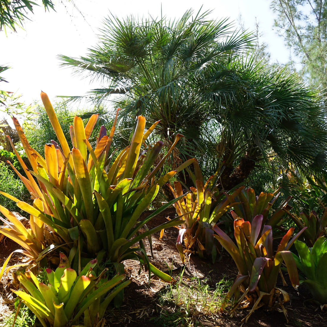 Bromeliad Aechmea Blanchetiana Orange full grown planted out door large palm behind it