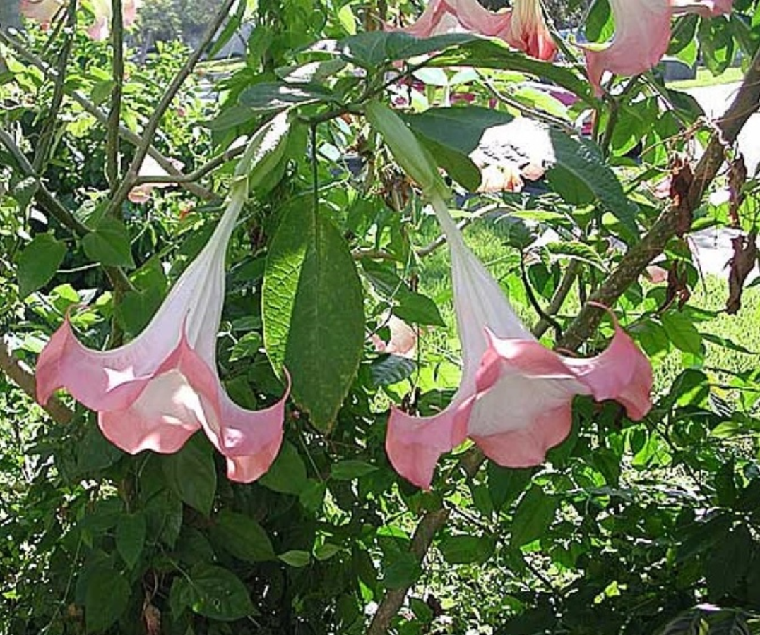 A close-up view of large, pendulous pink and white trumpet-shaped flowers blooming on a Pink Angel&
