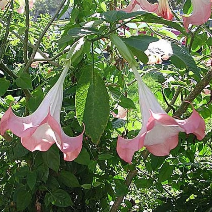 A close-up view of large, pendulous pink and white trumpet-shaped flowers blooming on a Pink Angel&