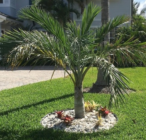 Buccaneer Palm, Pseudophoenix Sargentii